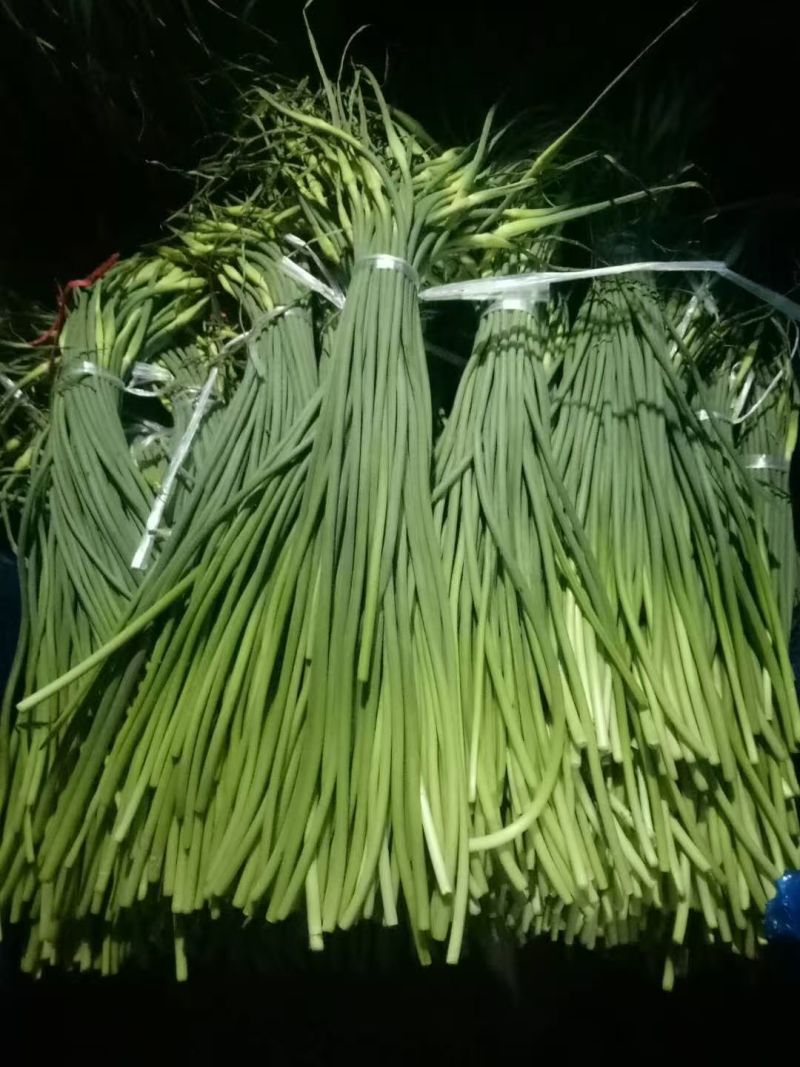 红帽蒜苔产地直供货源充足以质论价代发各商超市场条形直打好捆