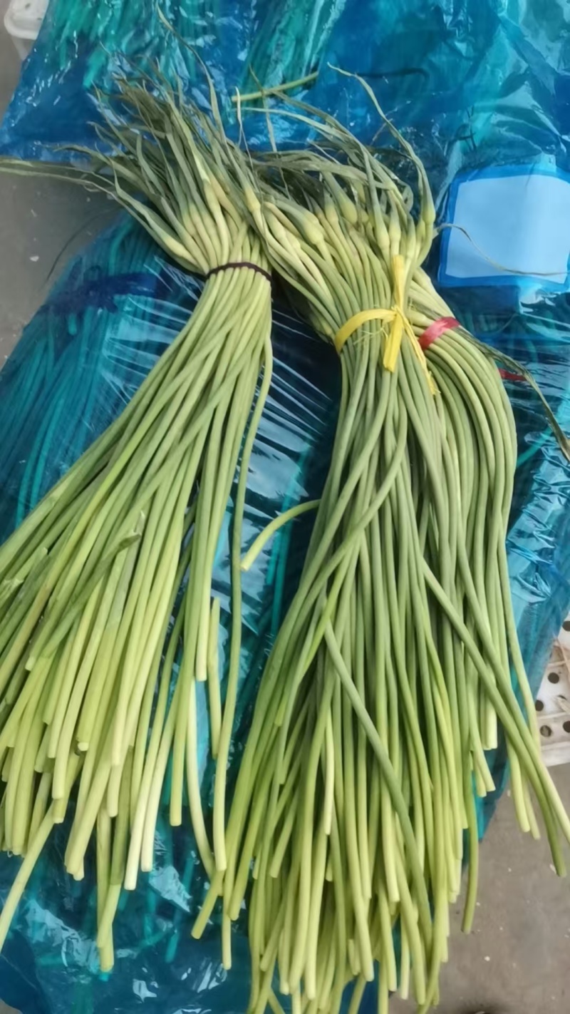 红帽蒜苔产地直供货源充足以质论价代发各商超市场条形直打好捆