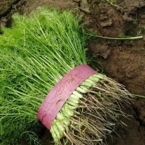 精品小茴香大量有货产地直接发货欢迎老板来电咨询