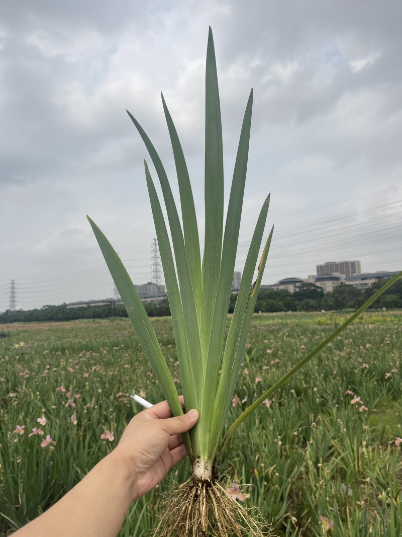 水生常绿鸢尾