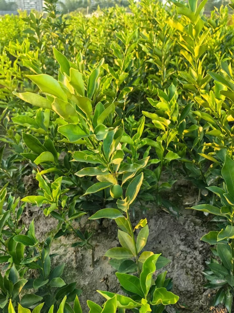 脆皮金桔苗（保证正宗）桂林脆皮金桔苗广西桂林发货