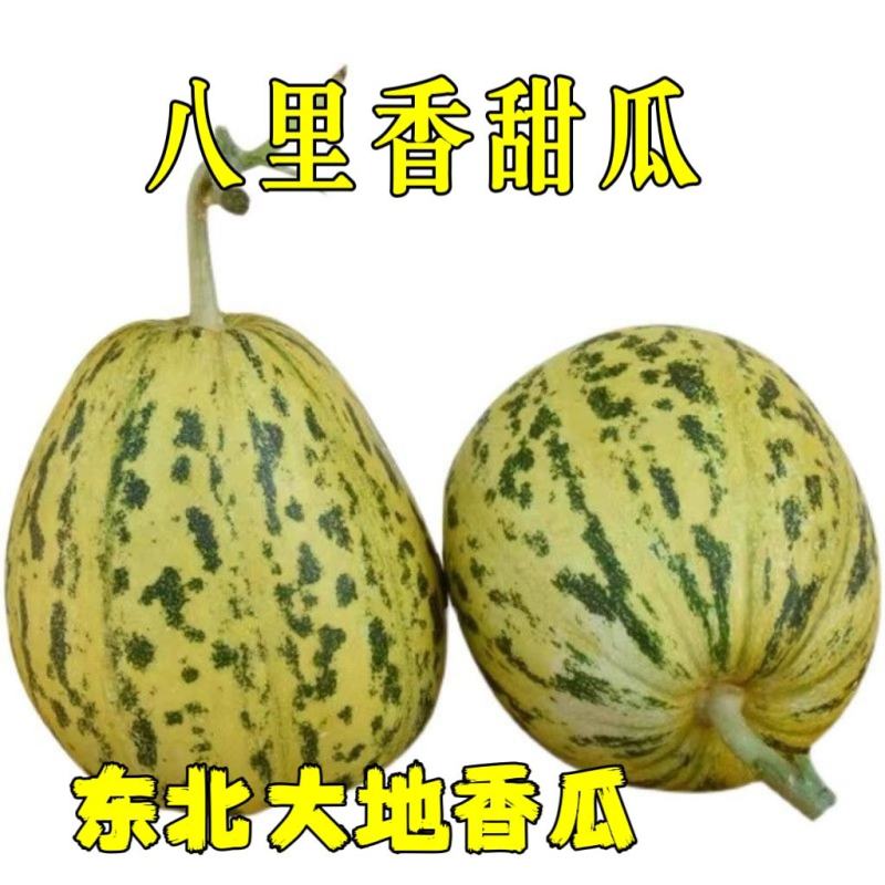 花蕾甜瓜八里香香瓜大量现货欢迎咨询品质好