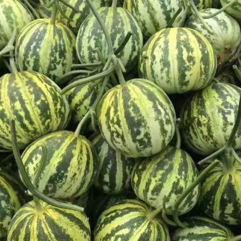 花蕾甜瓜八里香香瓜大量现货欢迎咨询品质好
