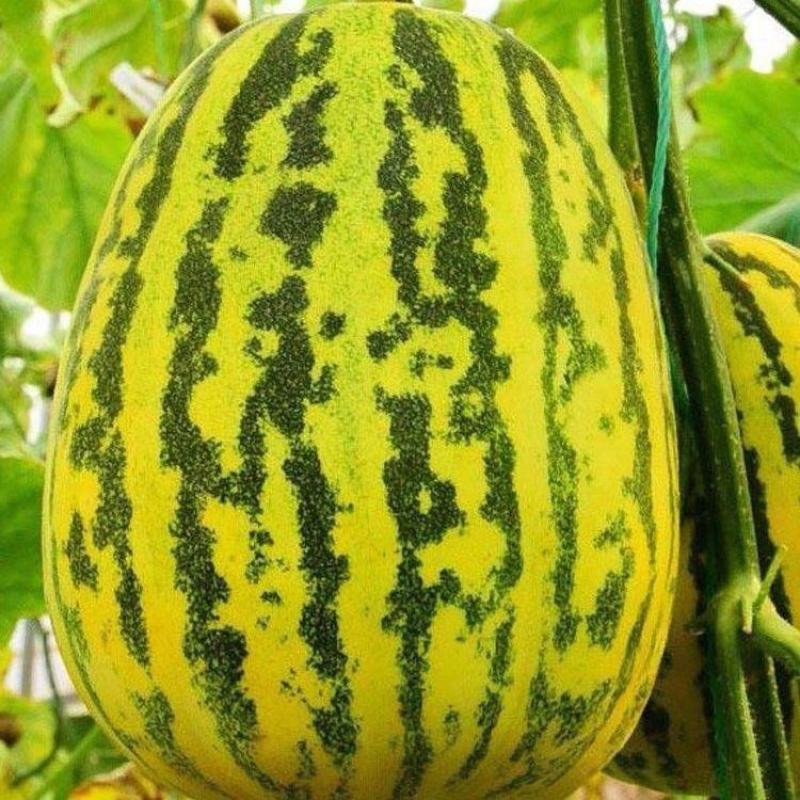 花蕾甜瓜八里香香瓜大量现货欢迎咨询品质好