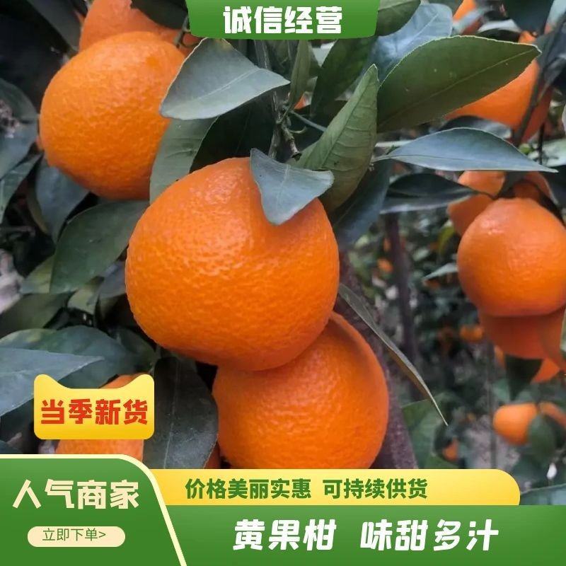 黄果柑新鲜采摘产地一手货源可对接各大电商平台社区团购