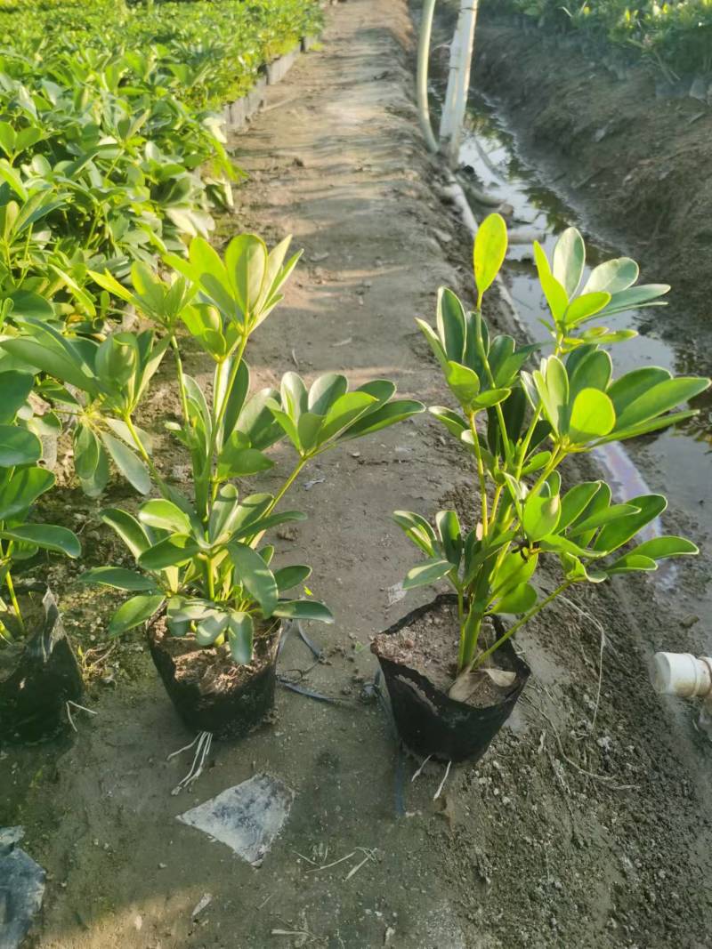 鸭脚木市政货，3-7斤袋苗大量现货供应