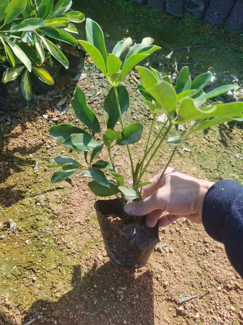 鸭脚木市政货，3-7斤袋苗大量现货供应