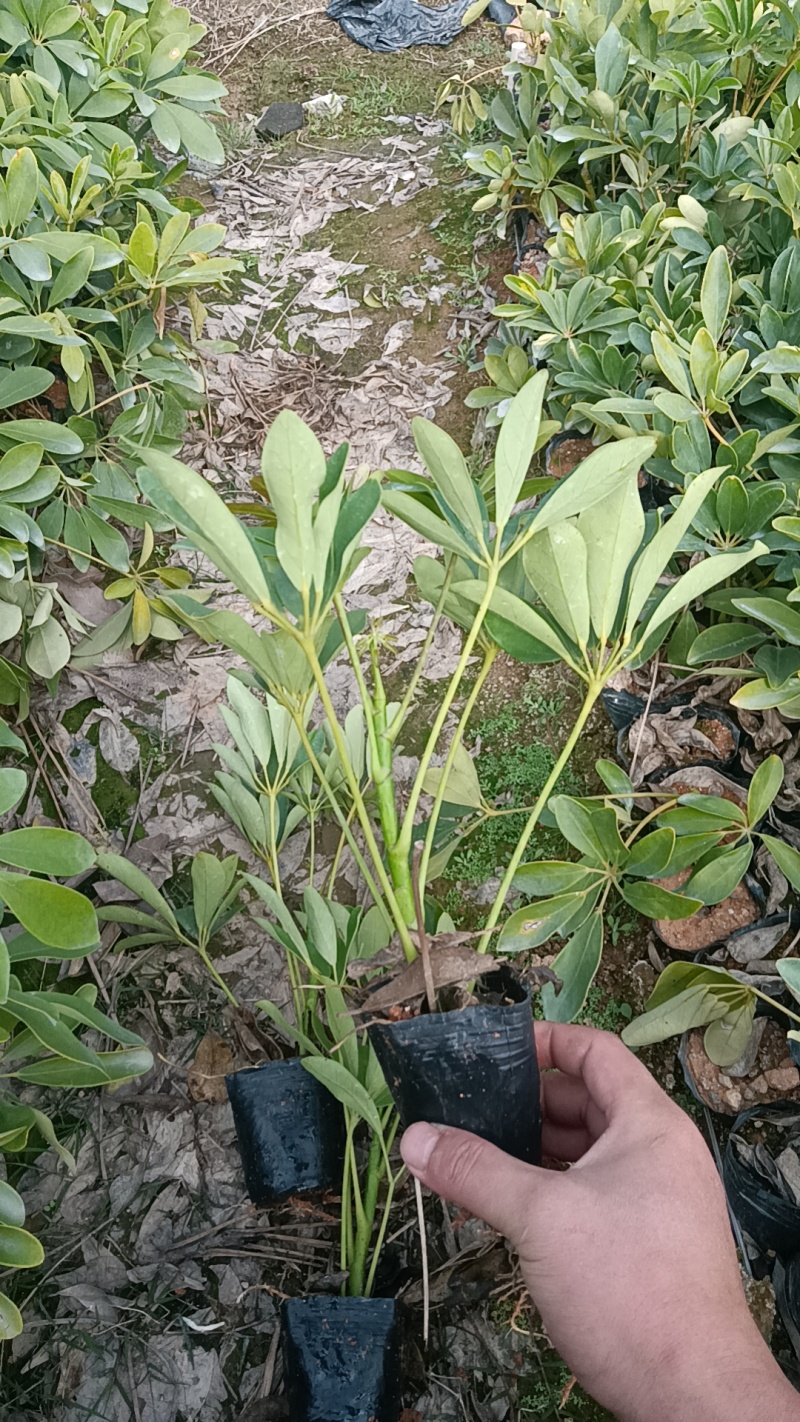 鸭脚木市政货，3-7斤袋苗大量现货供应