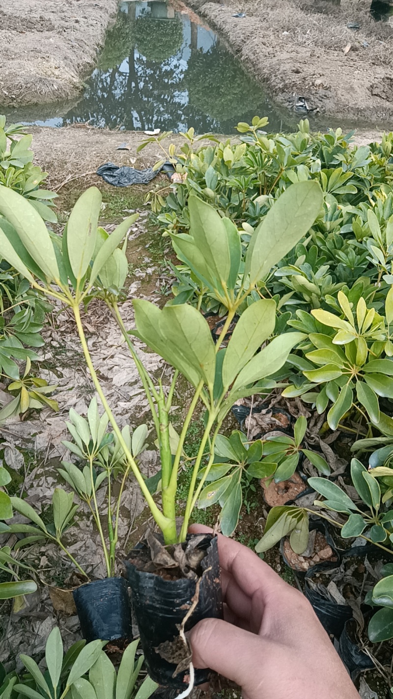 鸭脚木市政货，3-7斤袋苗大量现货供应