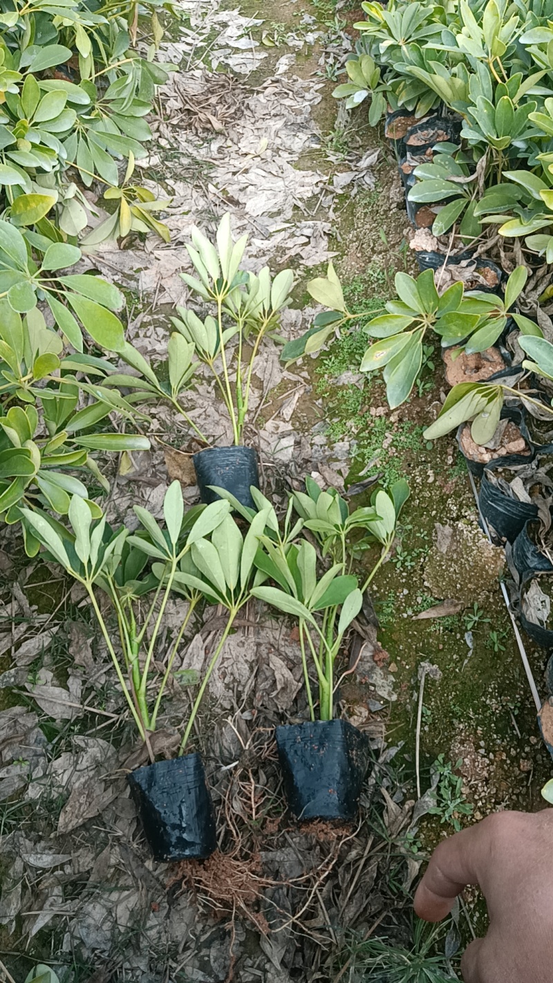 鸭脚木市政货，3-7斤袋苗大量现货供应