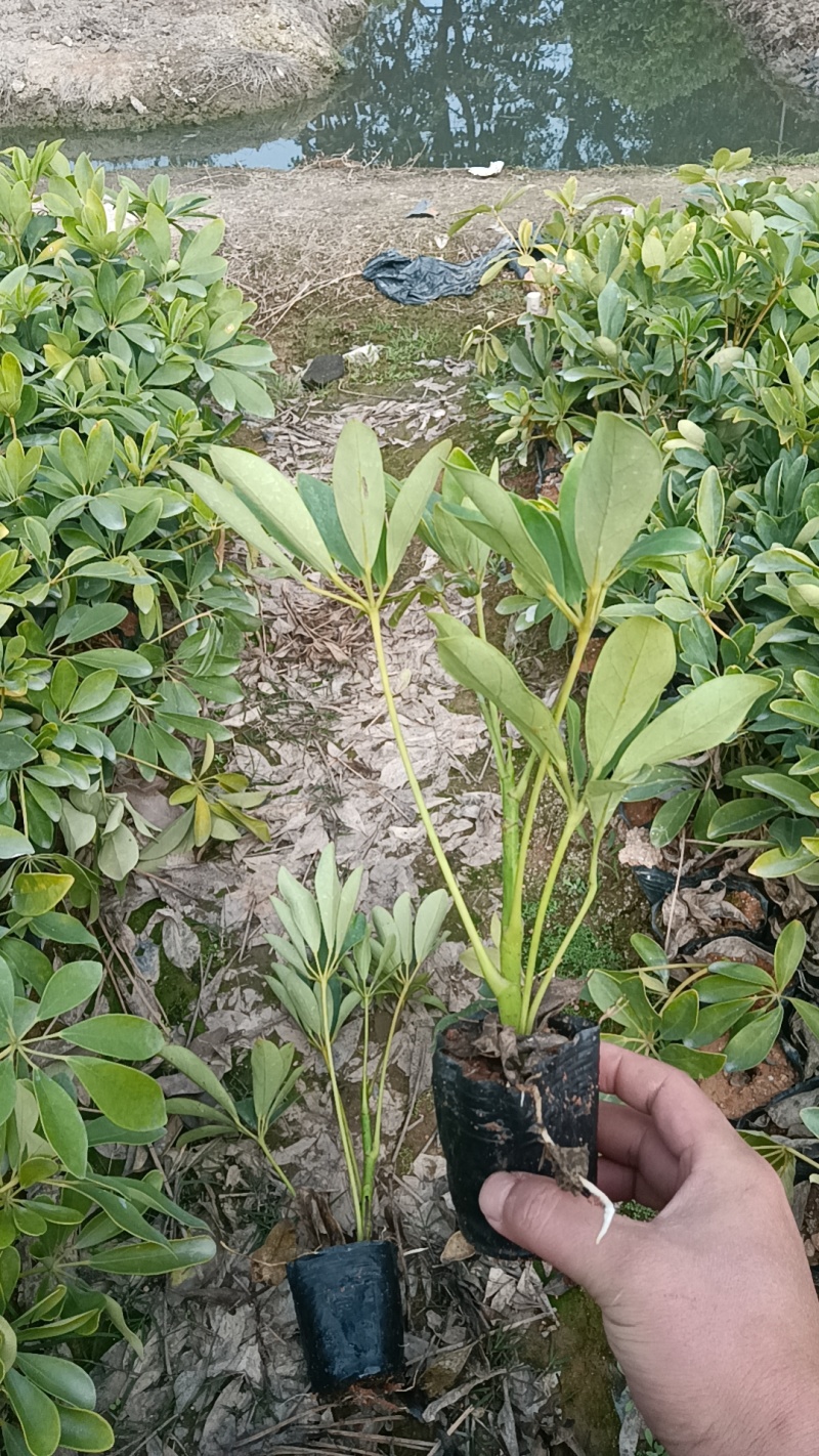 鸭脚木市政货，3-7斤袋苗大量现货供应