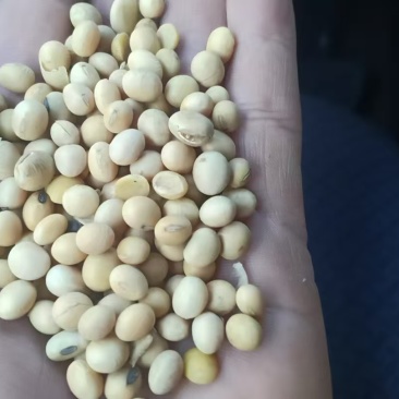 加拿大非转大豆豆制品专用大豆现货全国发货货源充足