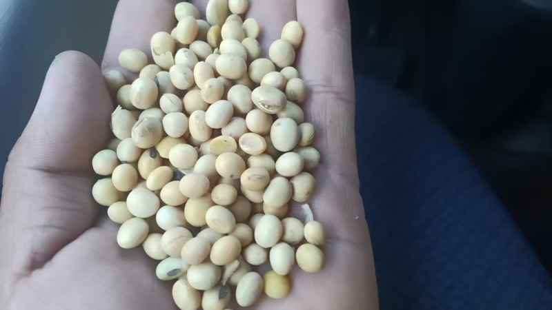 加拿大非转大豆豆制品专用大豆现货全国发货货源充足