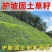 四季青进口草坪种子耐寒耐旱草坪籽耐践踏小区工程绿化护坡草