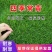 四季青进口草坪种子耐寒耐旱草坪籽耐践踏小区工程绿化护坡草