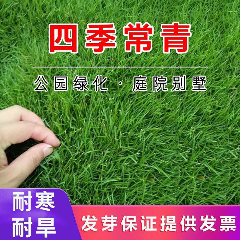 四季青进口草坪种子耐寒耐旱草坪籽耐践踏小区工程绿化护坡草