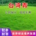 四季青进口草坪种子耐寒耐旱草坪籽耐践踏小区工程绿化护坡草