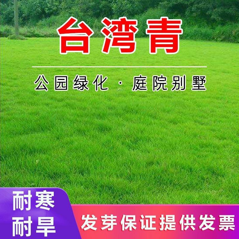 四季青进口草坪种子耐寒耐旱草坪籽耐践踏小区工程绿化护坡草