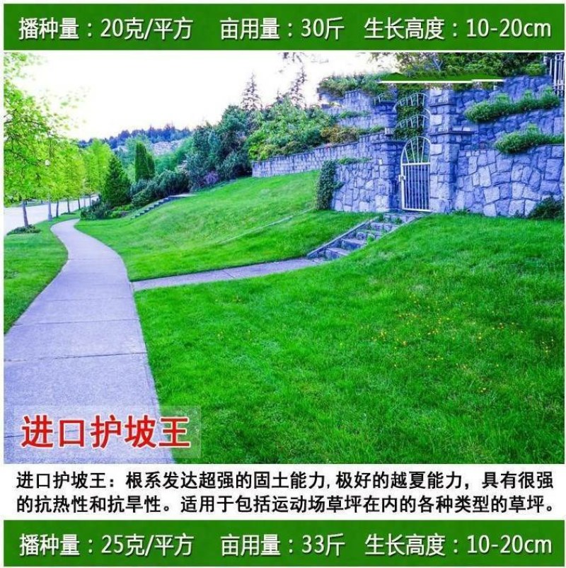 四季青进口草坪种子耐寒耐旱草坪籽耐践踏小区工程绿化护坡草
