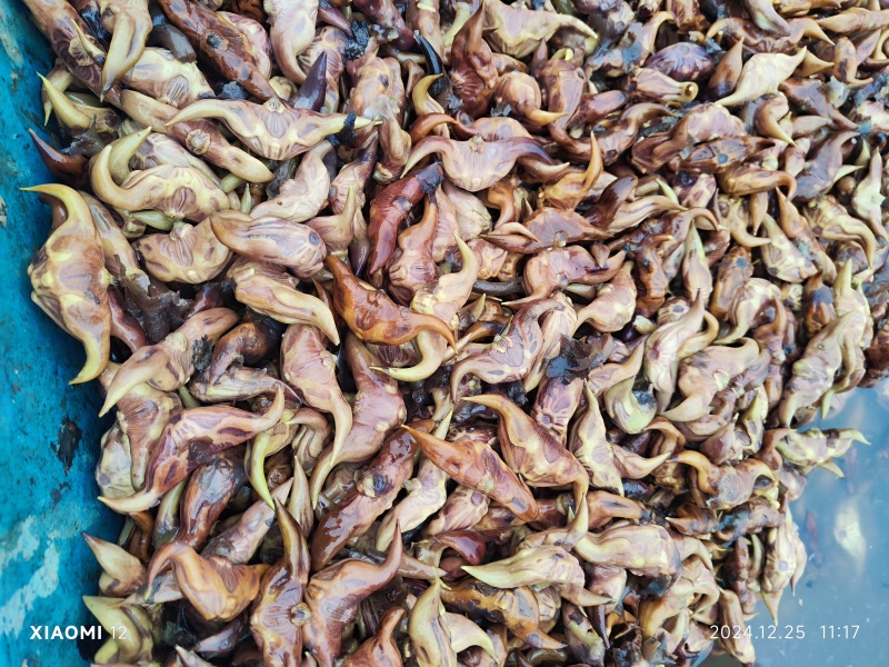 脱皮菱角
