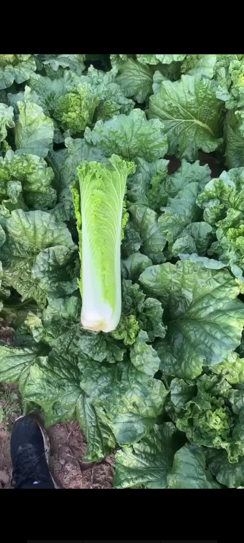 天津秋绿60
