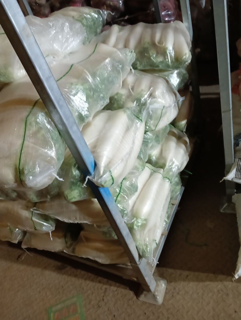 精品白萝卜