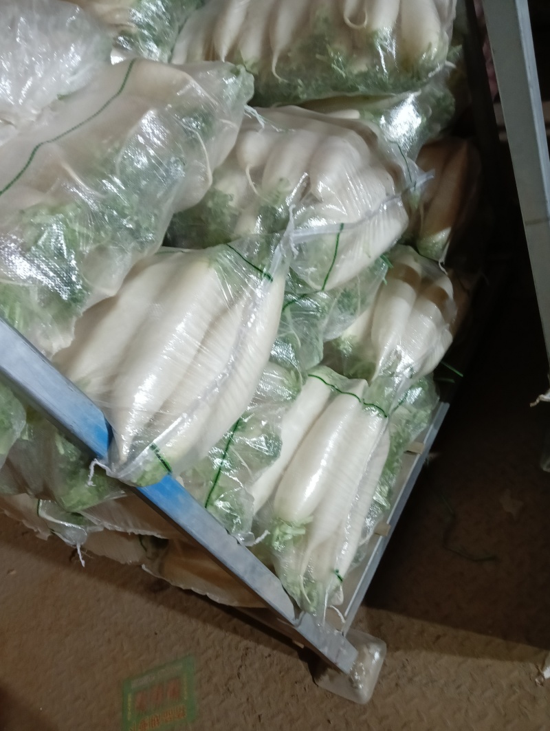精品白萝卜