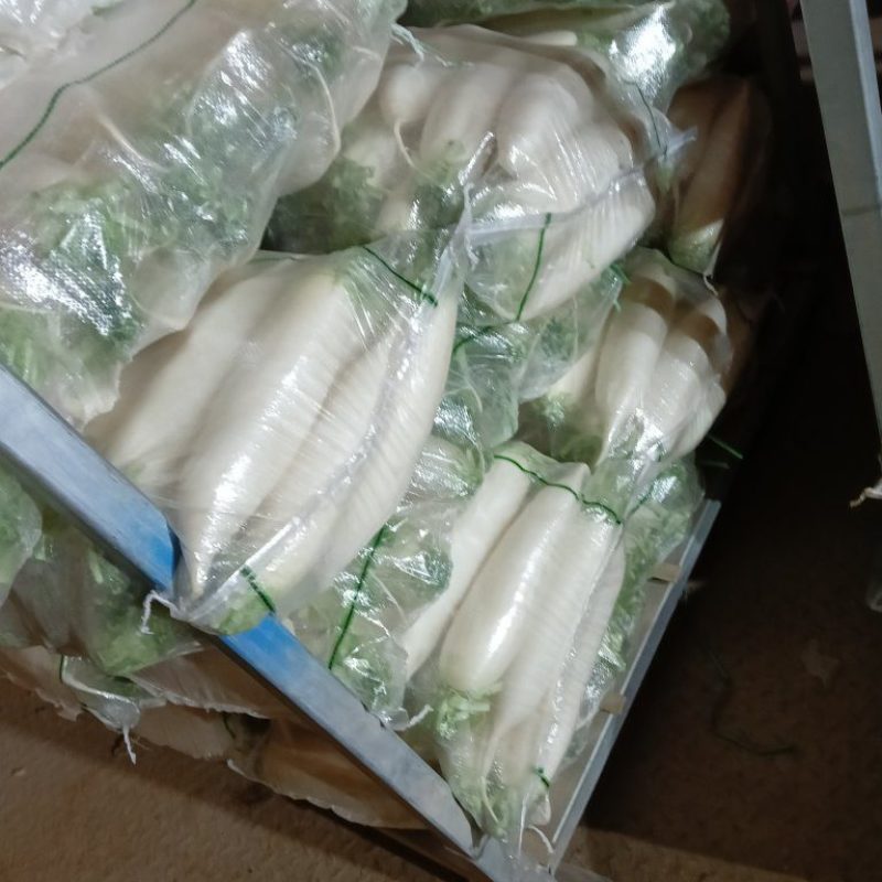 精品白萝卜