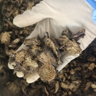 羌活中药材羌活无硫净货实物实拍