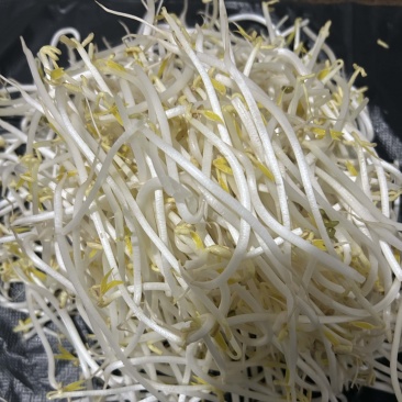 长期生产、绿豆芽、黄豆芽、供应福建省内