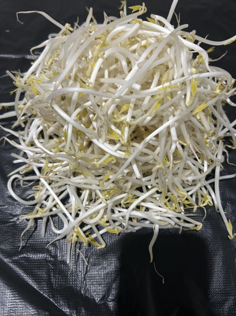 长期生产、绿豆芽、黄豆芽、供应福建省内