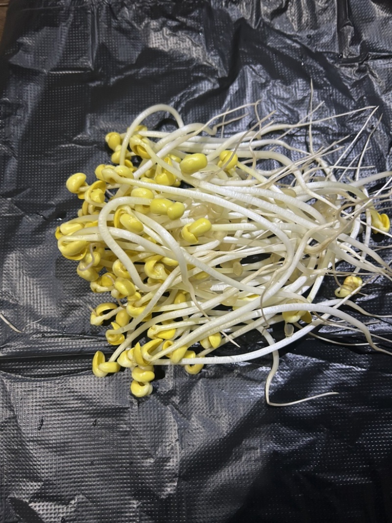 长期生产、绿豆芽、黄豆芽、供应福建省内