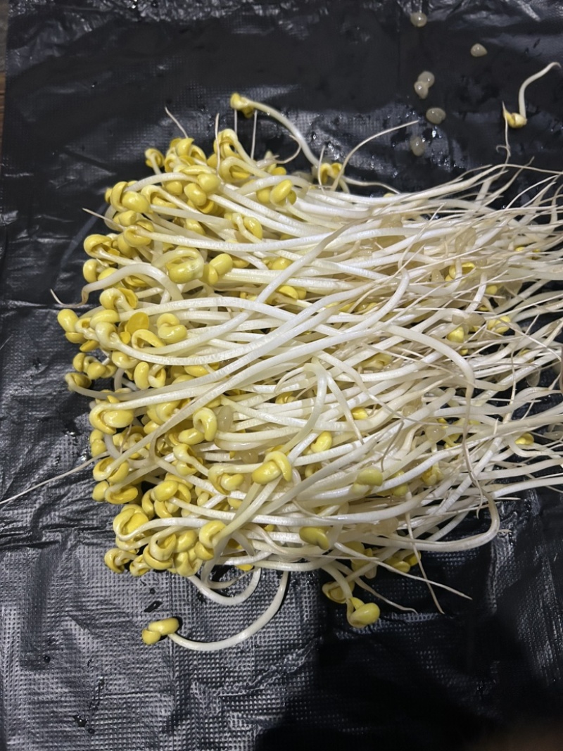 长期生产、绿豆芽、黄豆芽、供应福建省内