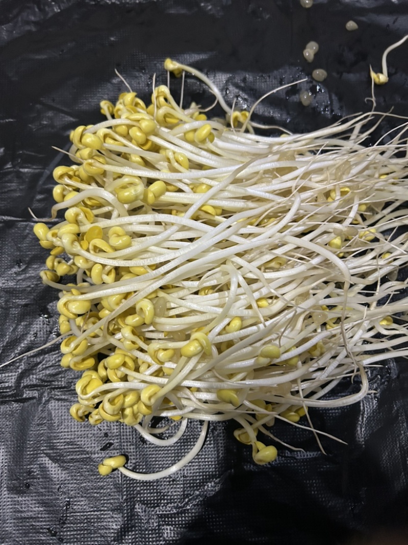 长期生产、绿豆芽、黄豆芽、供应福建省内