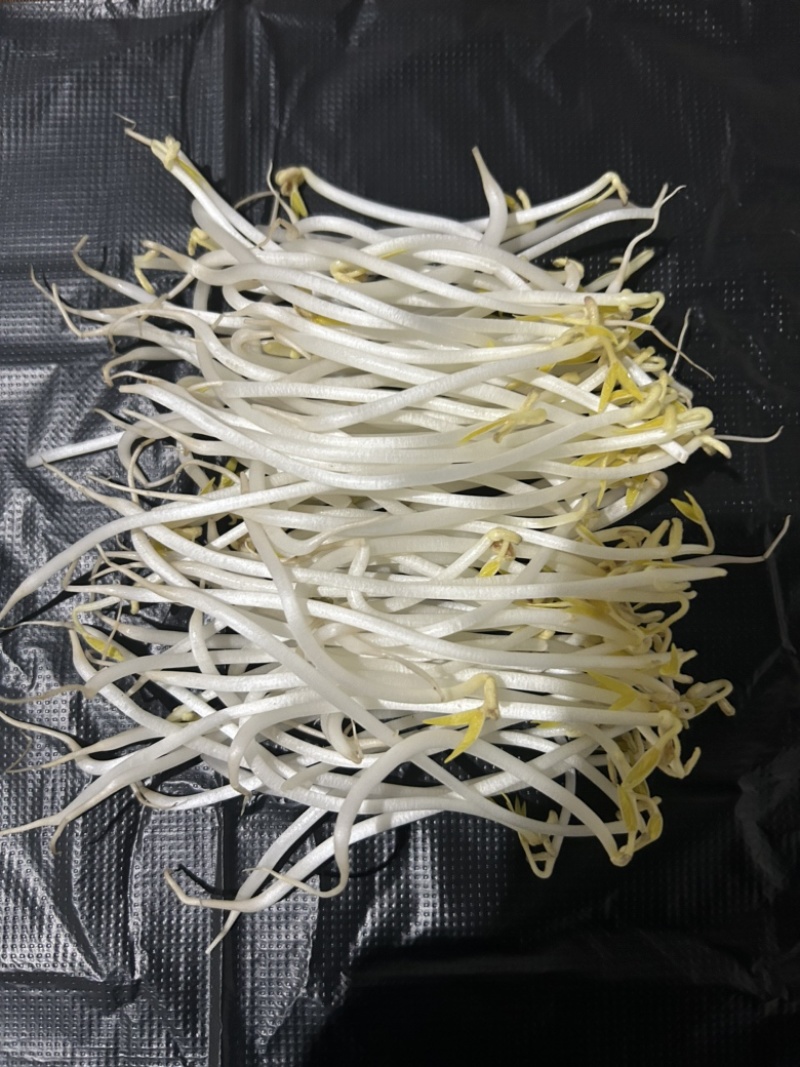 长期生产、绿豆芽、黄豆芽、供应福建省内