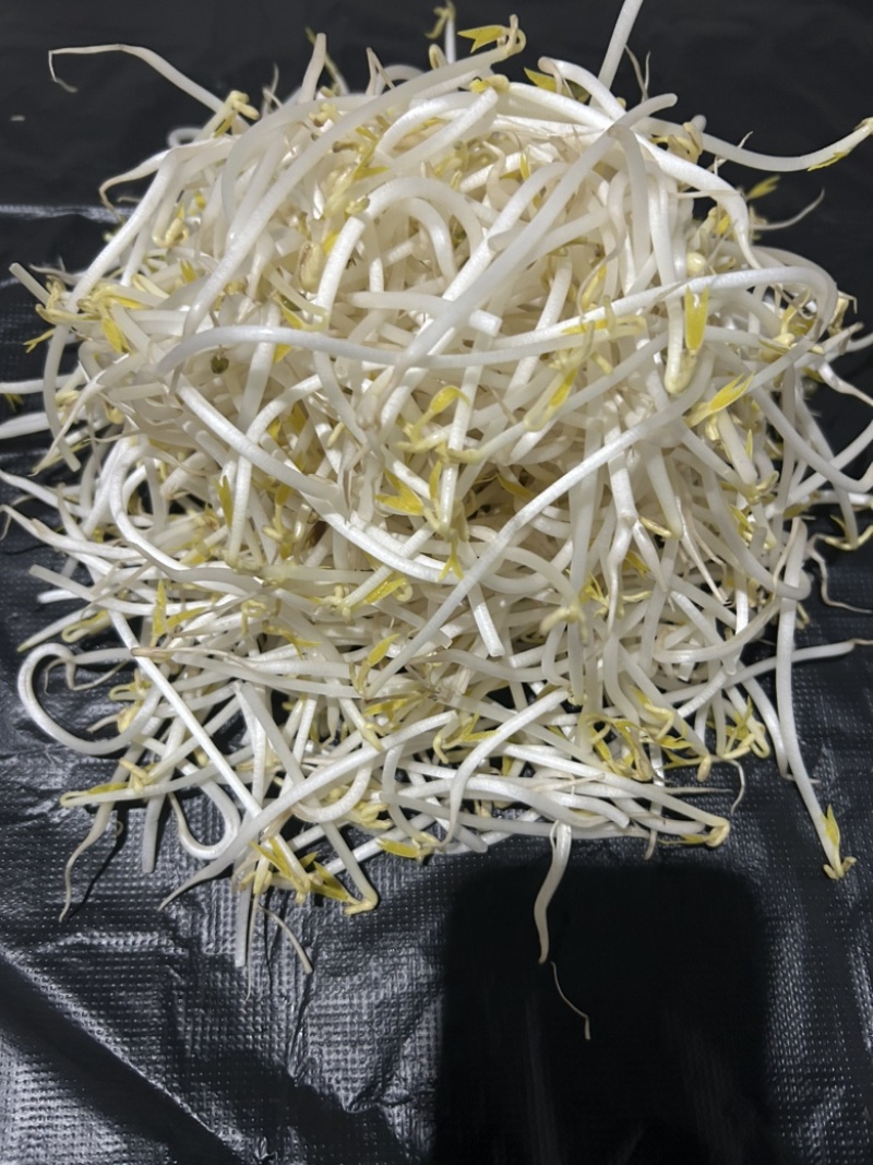 长期生产、绿豆芽、黄豆芽、供应福建省内