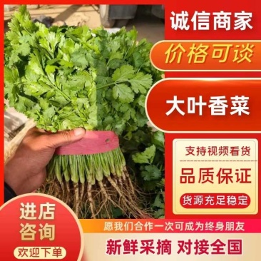 香菜20~25厘米以上，适合电商，超市，市场，可视频看