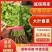 香菜20~25厘米以上，适合电商，超市，市场，可视频看