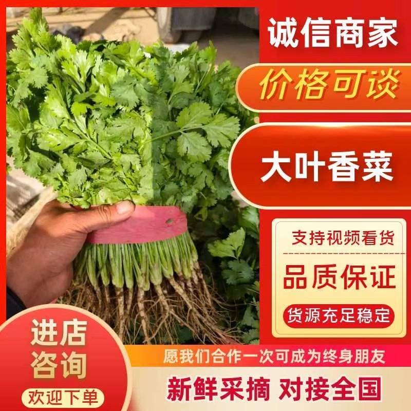 香菜20~25厘米以上，适合电商，超市，市场，可视频看