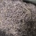 紫苑中药材紫苑无硫紫菀子去头纯须子规格齐全
