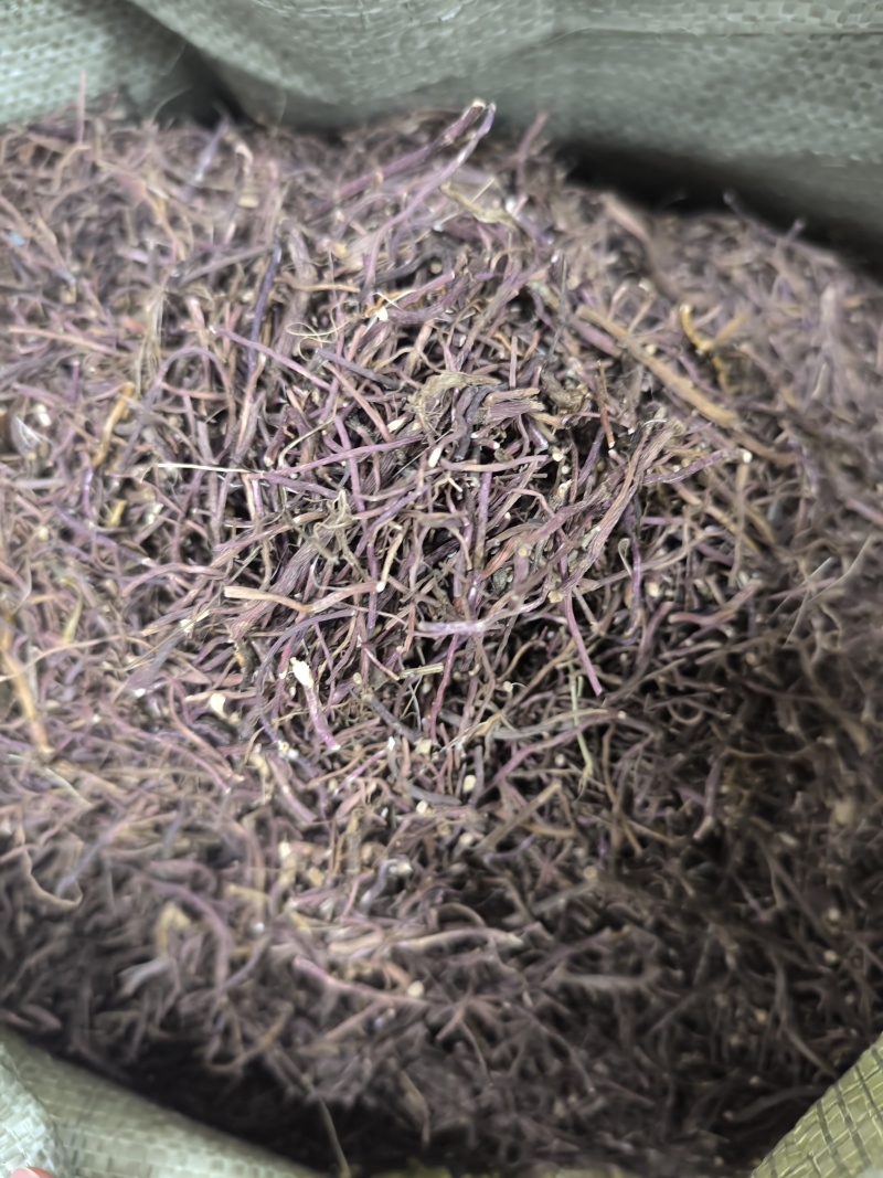 紫苑中药材紫苑无硫紫菀子去头纯须子规格齐全