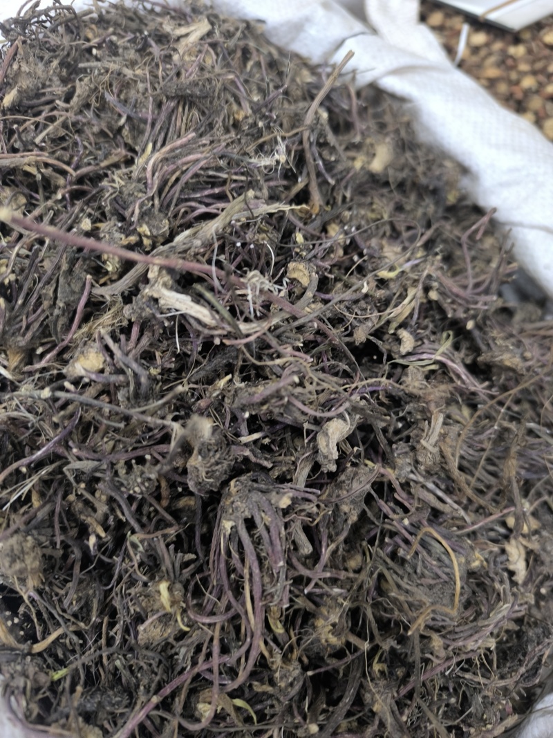 紫苑中药材紫苑无硫紫菀子去头纯须子规格齐全