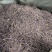 紫苑中药材紫苑无硫紫菀子去头纯须子规格齐全