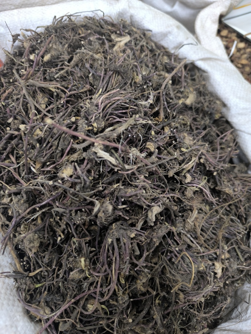 紫苑中药材紫苑无硫紫菀子去头纯须子规格齐全