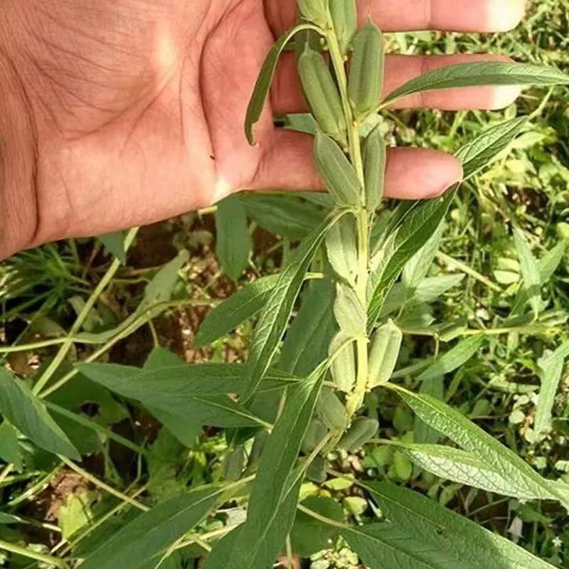 黑芝麻种子抗病抗倒耐重茬全生育期85天左右籽粒饱满