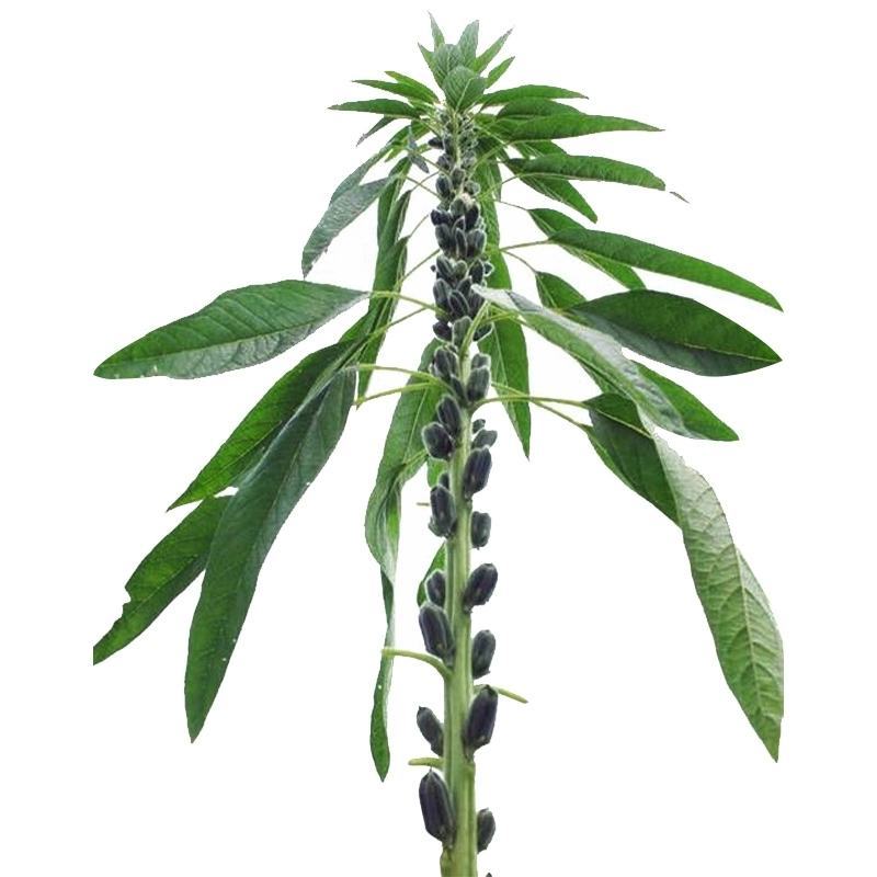黑芝麻种子抗病抗倒耐重茬全生育期85天左右籽粒饱满
