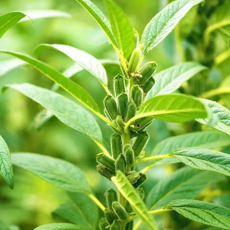 黑芝麻种子抗病抗倒耐重茬全生育期85天左右籽粒饱满