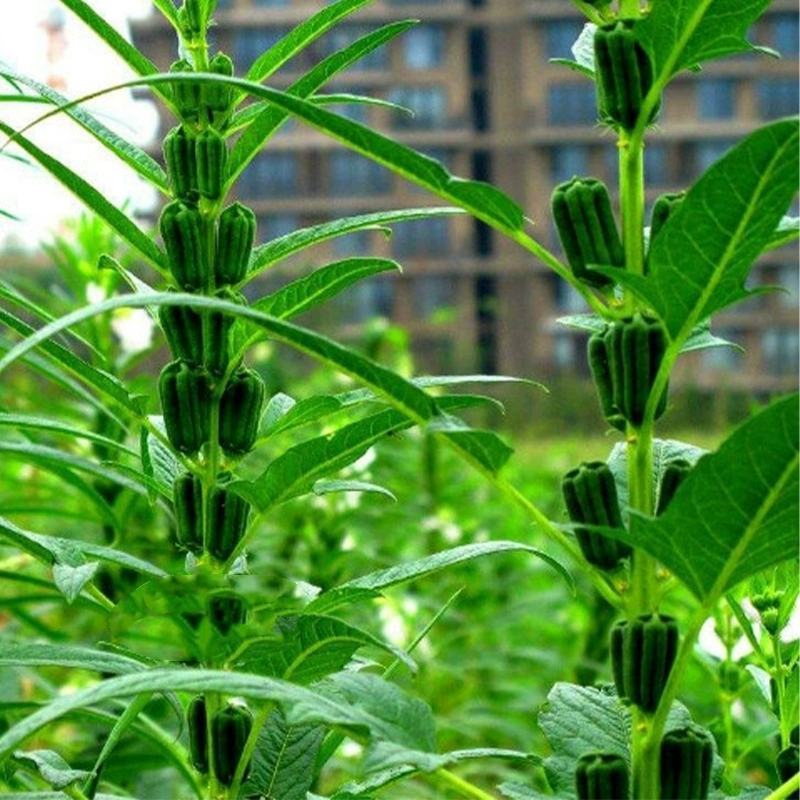 黑芝麻种子抗病抗倒耐重茬全生育期85天左右籽粒饱满