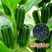 黑芝麻种子抗病抗倒耐重茬全生育期85天左右籽粒饱满