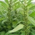黑芝麻种子抗病抗倒耐重茬全生育期85天左右籽粒饱满